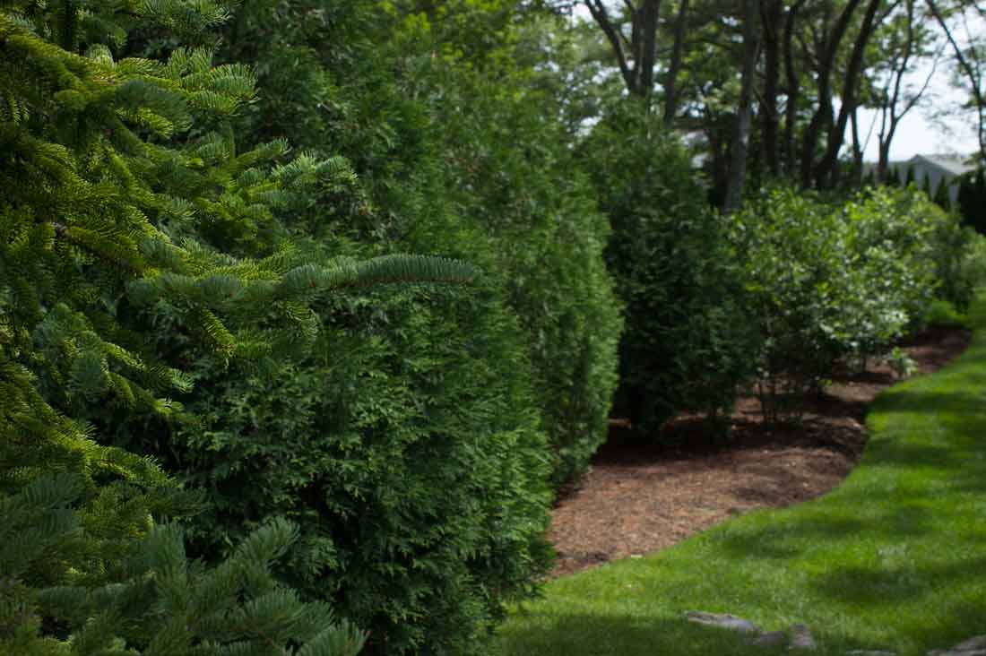 Mature evergreens provide instant privacy