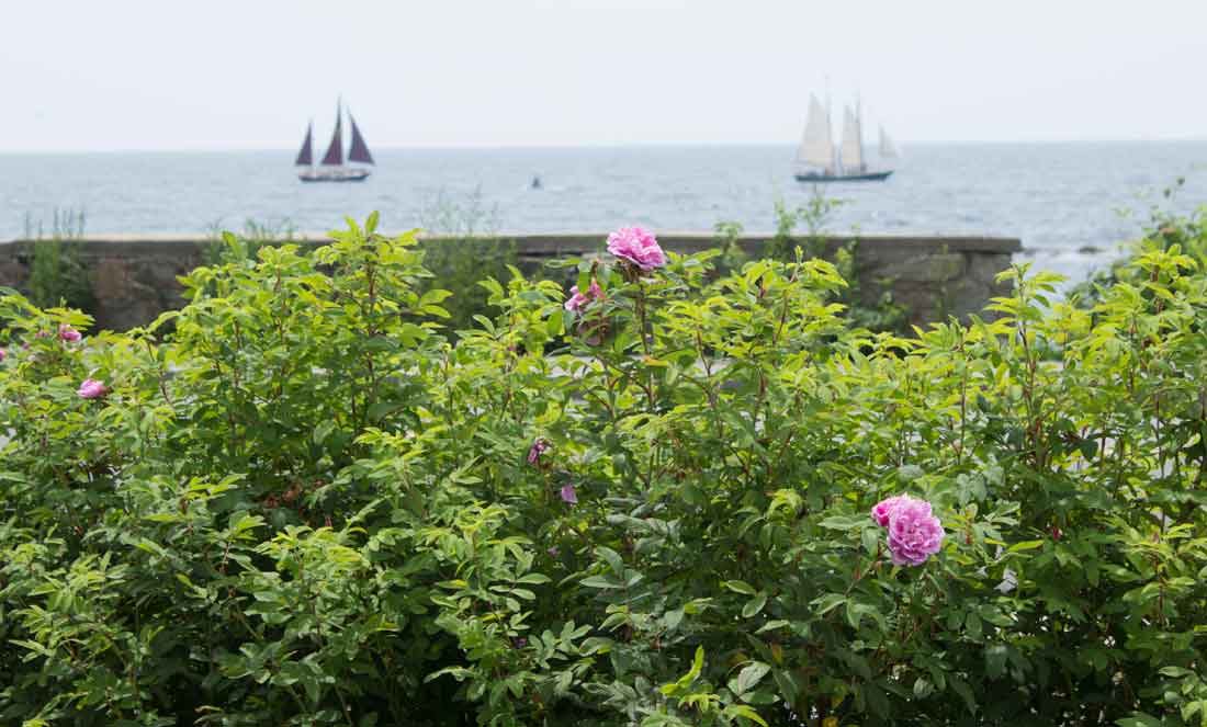 Native Rugosa roses make a perfect border for the ocean view