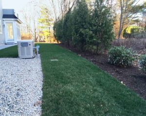 Arborvitae were planted for privacy.