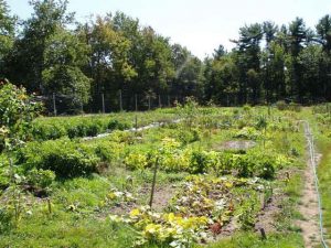 CL Design and Landscape led the creation of the Kennebunk Community Gardens in Kennebunk, Maine