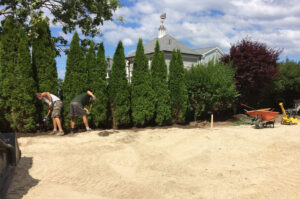 Mature arborvitae are installed as a landscape screen